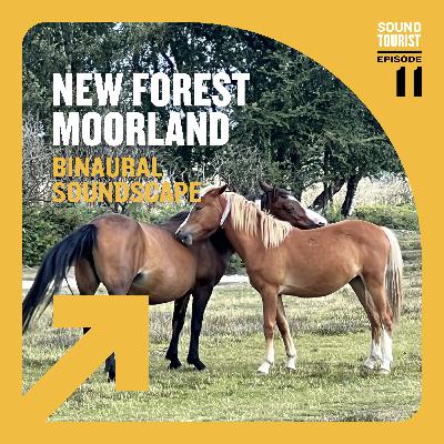 Open Moorland | New Forest National Park