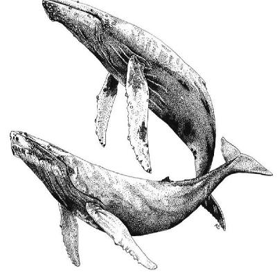 Música para Ballenas - La relación entre el Espacio (para la música) y el Tiempo.
