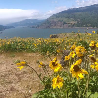 Who's in Bloom- Balsamroot