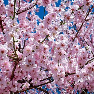 Festival of Japan kicks off in the South West