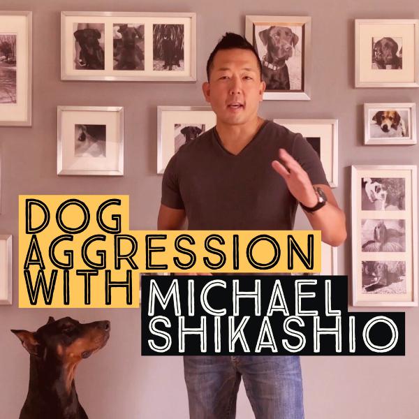Aggression in Dogs: Michael Shikashio Aggression in Dogs: Michael Shikashio