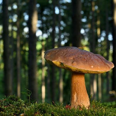 😴🍂🎵 DORMEZ Profondément grâce à notre MELDOIE Apaisante et aux Bruits de la FORET