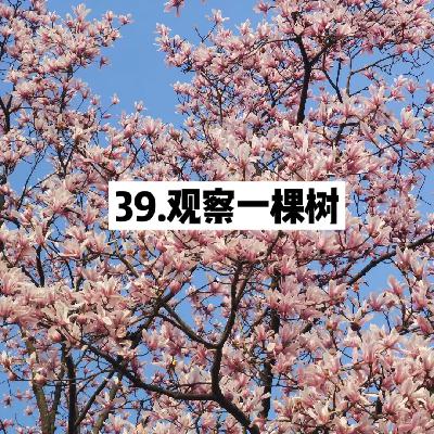 39.走,去逛植物园!观察一棵树,看四季流转 39.走,去逛植物园!观察一棵树,看四季流转