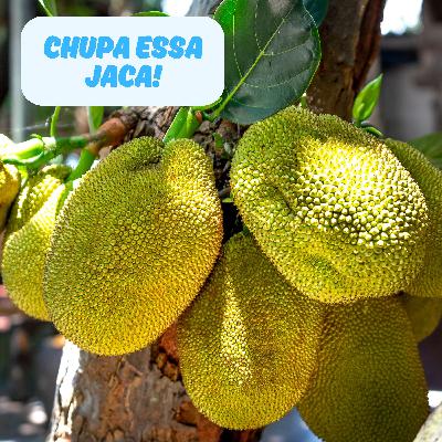 Chupa essa jaca!