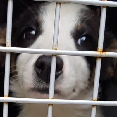 The puppy farm capital of Europe – how did Ireland earn this accolade?