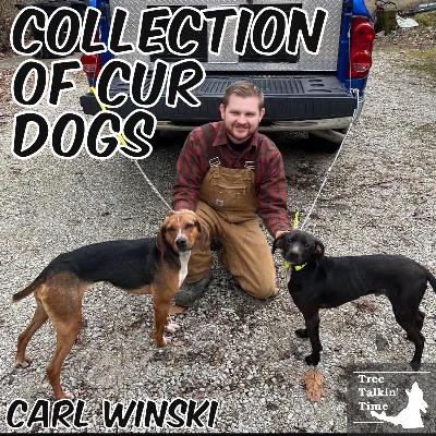 211. Collection of Cur Dogs