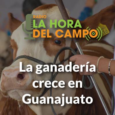 Episodio del 250125: la ganadería crece en Guanajuato Episodio del 250125: la ganadería crece en Guanajuato