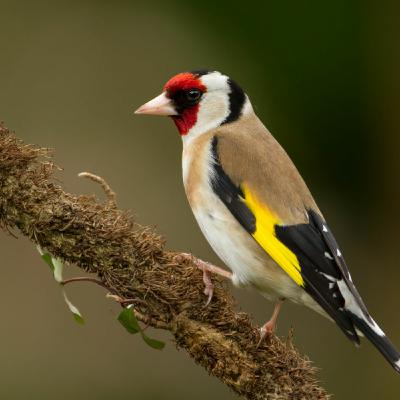 Episode 73: Green Shoots 5 - The Joy of Birdsong