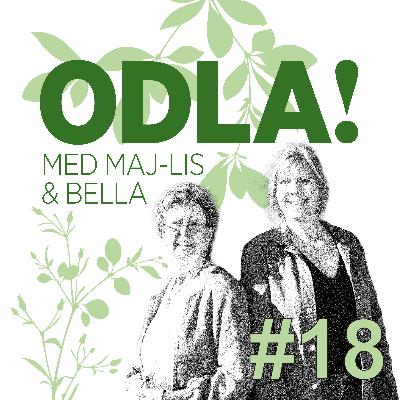 Jord, dahliafeber och åkervinda i hallonlandet