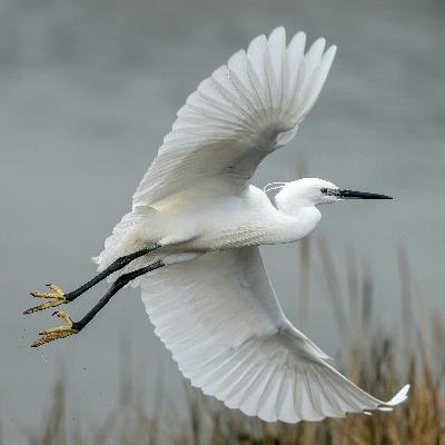 443: Love is Always Wilder Than You Imagine