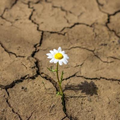 ¿Que es la resiliencia?