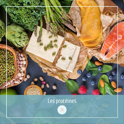 14⎜Les protéines