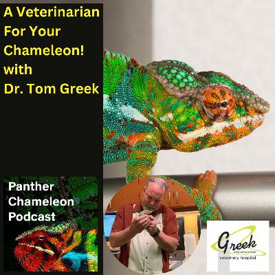 A Veterinarian for your Chameleon with Dr. Tom Greek A Veterinarian for your Chameleon with Dr. Tom Greek