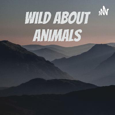 Episode 57 The Cons of Vet Assisstant