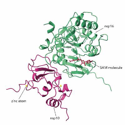 Investigating the New Coronavirus with Karla Satchell, PhD, Part 2