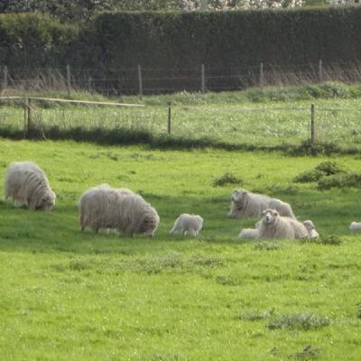 #6 Fruehlingserwachen