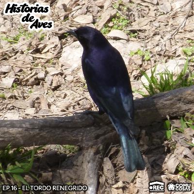 16: El Tordo Renegrido