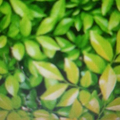 A atual situação vivida no Pantanal