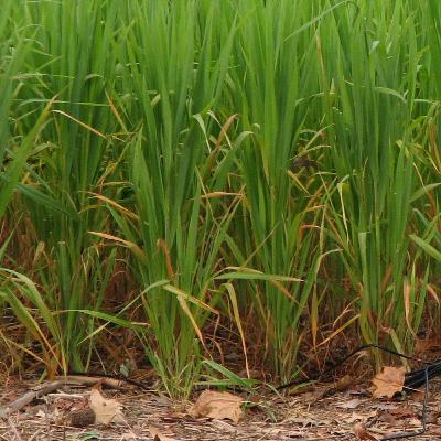 Episode 2: Where does soil organic matter come from? Episode 2: Where does soil organic matter come from?