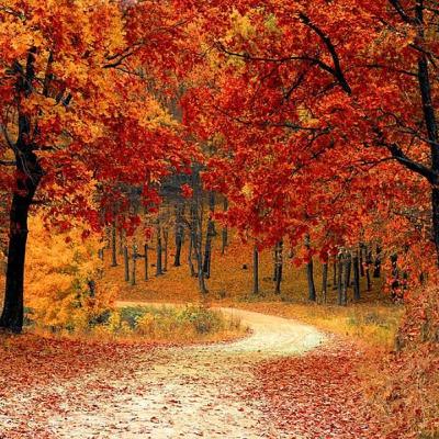 111. 20 Ideen gegen Langeweile im Herbst🎃👻🍁🍂🍄💀🫖 111. 20 Ideen gegen Langeweile im Herbst🎃👻🍁🍂🍄💀🫖