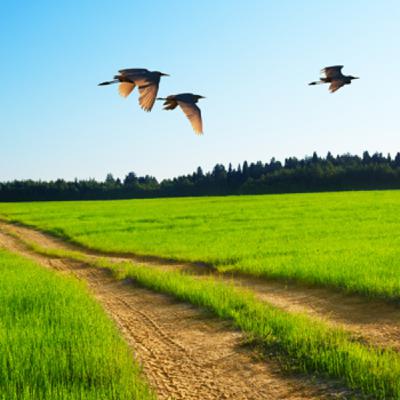 Yo soy el camino, la verdad y la vida.