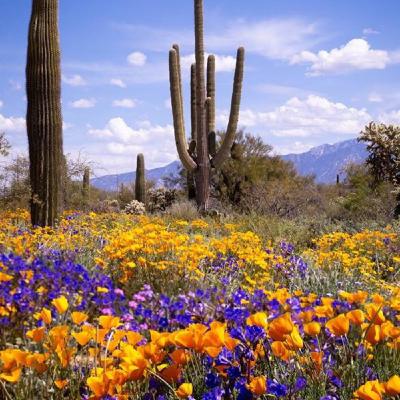 Monday, April 1: The Rhythms of Life