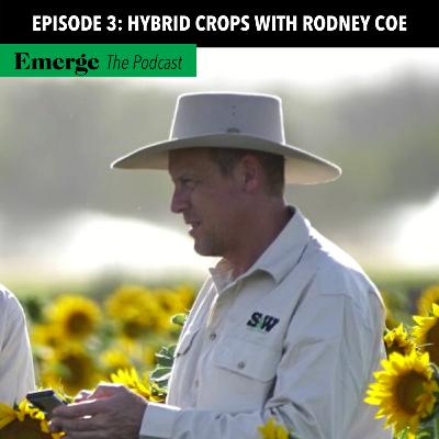 Everything You Need To Know About Hybrid Crops
