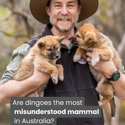 Are dingoes the most misunderstood mammal in Australia? Protecting Australian ecosystems | Ascend Your Story