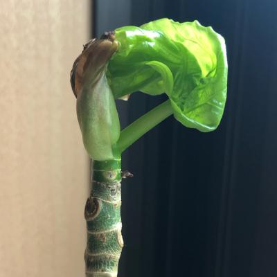 04.三保谷将史さん 20.03.23