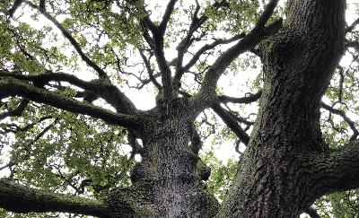 Why does the space between trees matter? Why does the space between trees matter?