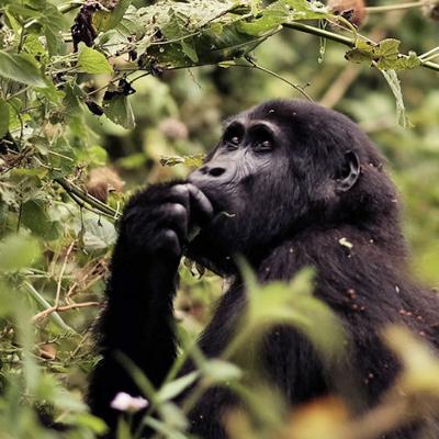 Congo Basin, Part 3: Big challenges and potential for ape conservation
