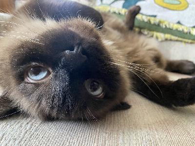 What your cat is trying to say, Wisconsin key to national rise of school voucher programs