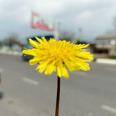 Section 1 Nigina va Husniya