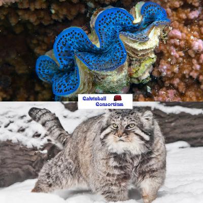 Bestiaire 43 avec Lou - Le bénitier géant et le manul