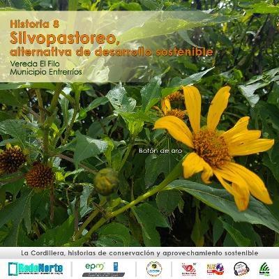 Historia 8 / Silvopastoreo, alternativa de desarrollo sostenible