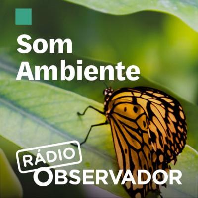 Quanto pesa a construção no Ambiente?