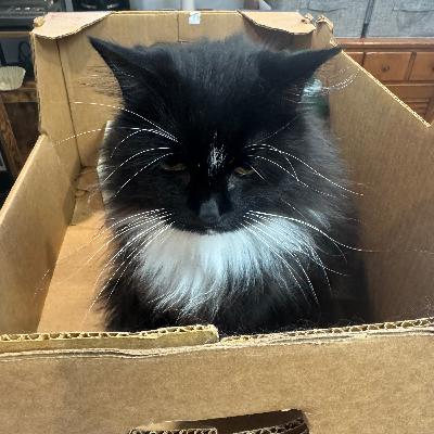 God Is Not a Fluffy Cat