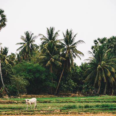 Nature Nomade 2024 - Le Cambodge mot à mot