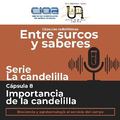 Serie La candelilla: Cápsula 8 - Importancia de la candelilla.