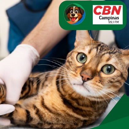 Metabolismo e Castração: como cuidar do gato após o procedimento