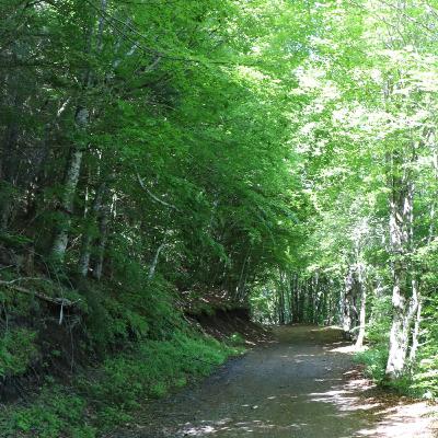 Article / Tikobalades d'été 1 - Promenez-vous dans les bois