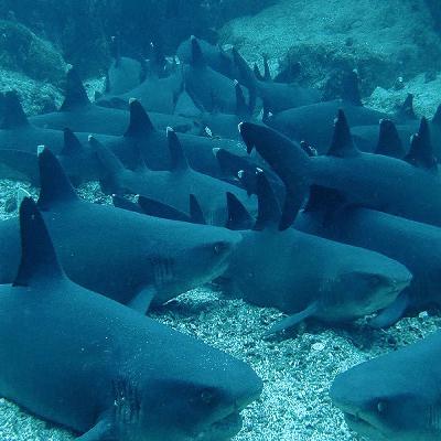 Revolverzahn und raue Haut- Notizen aus der Tiefsee