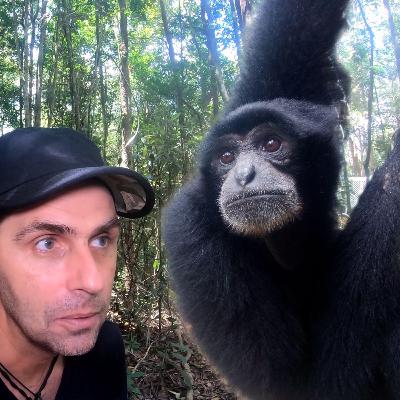 [Ep12] Decouvrez le PLUS GRAND des gibbons....