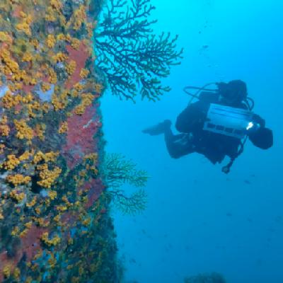 Planeta vivo - Mediterráneo tropicalizado - 02/07/25