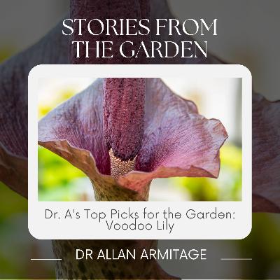 Dr. A's Top Picks for the Garden: Voodoo Lily