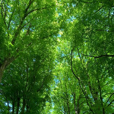 Episode 2 - Traumestreg Healing