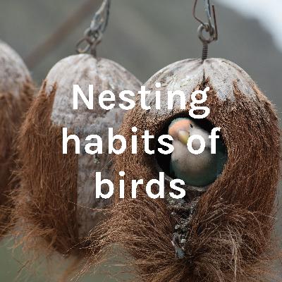 Nesting habits of birds