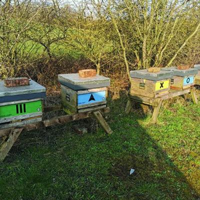 Beekeeping Twilight Zone Beekeeping Twilight Zone