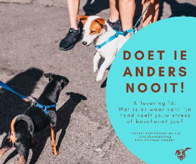 Ep.16: Wat is er waar van: "Je hond voelt jouw stress of beschermt jou?"