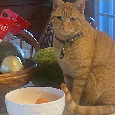 Multi Cat Mutiny - Cats Refuse to Eat